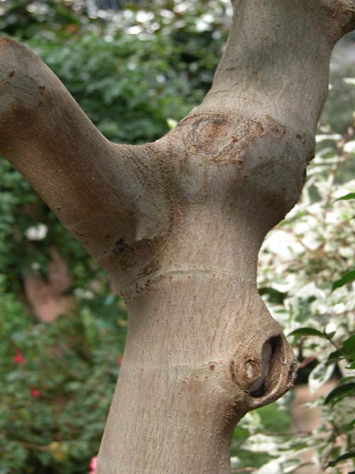 ficus carica 05