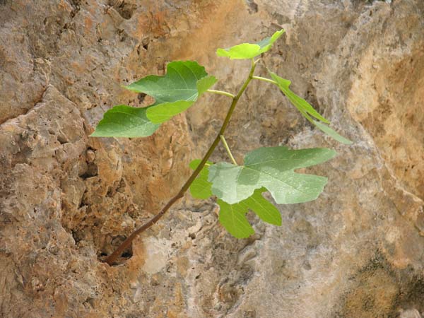 ficus carica 06