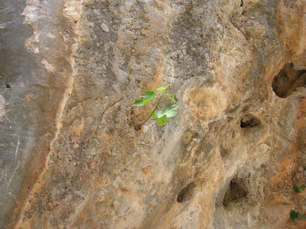 ficus carica 07