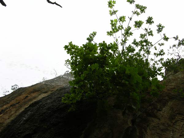 ficus carica 09