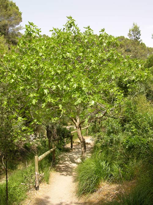 ficus carica 10