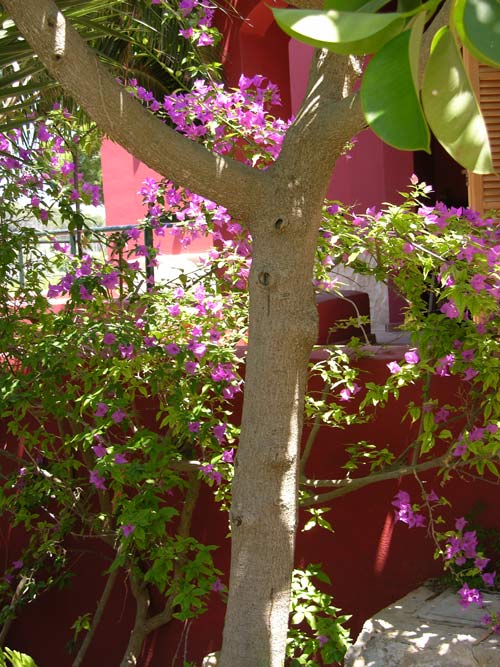ficus elastica 02