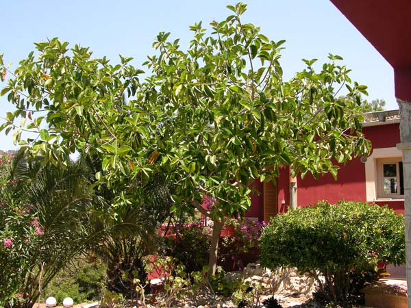 ficus elastica 03