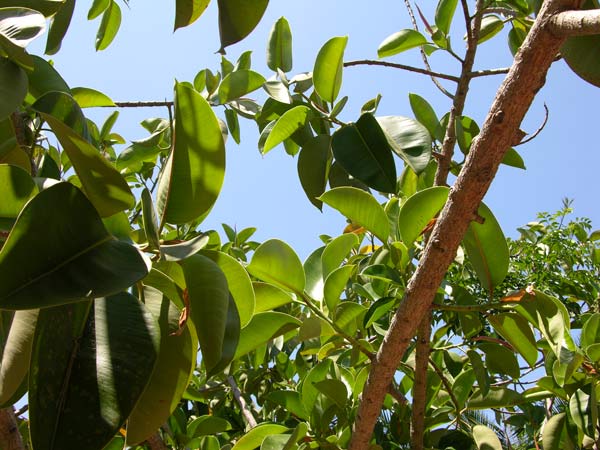 ficus elastica 04