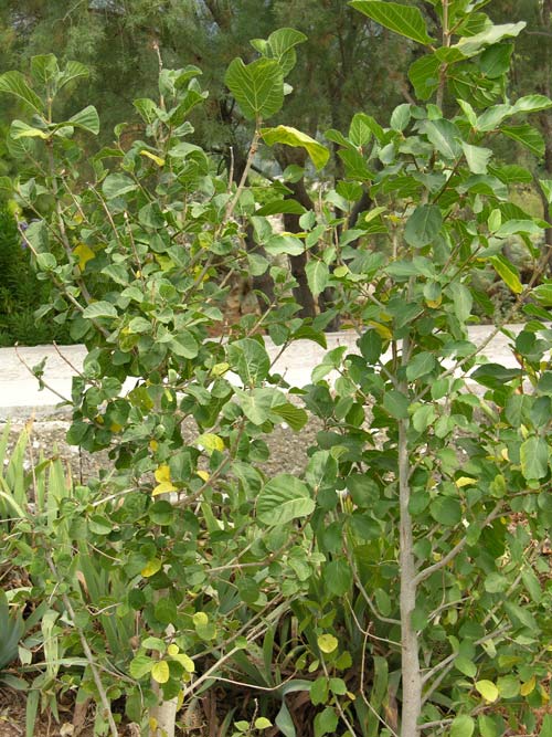ficus sycomorus 01