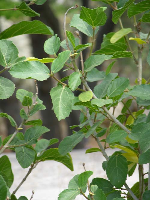 ficus sycomorus 02
