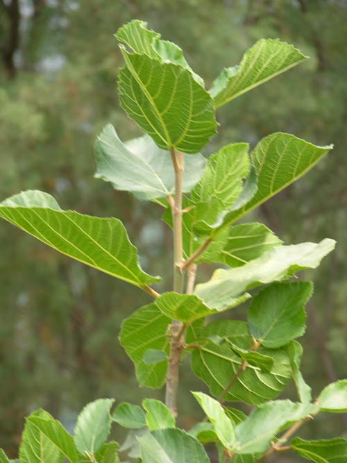 ficus sycomorus 03