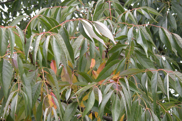 fraxinus americana acuminata 01