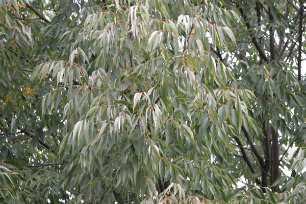 fraxinus americana acuminata 02