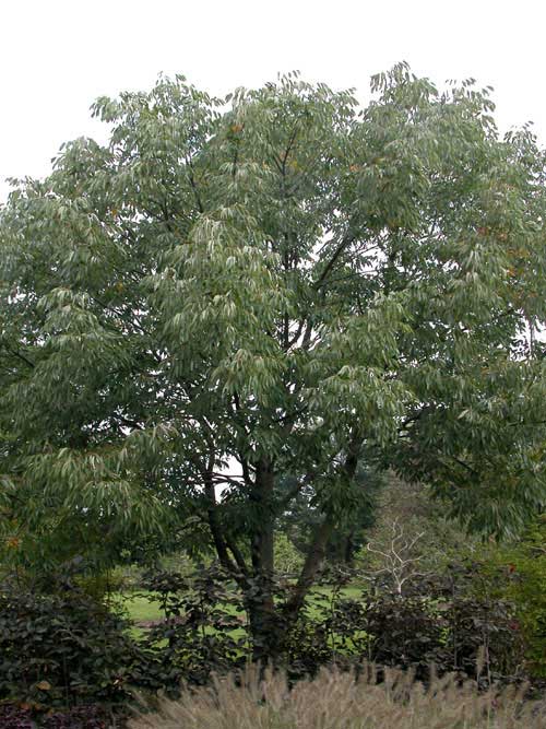 fraxinus americana acuminata 03