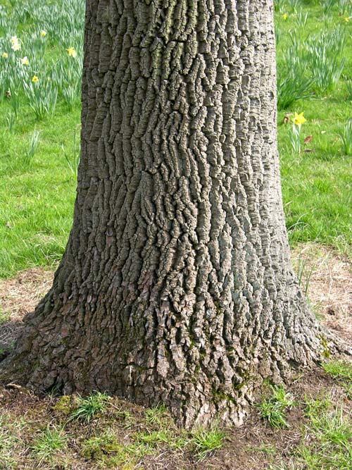 fraxinus americana 01