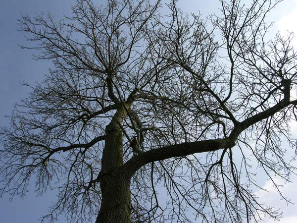 fraxinus americana 02