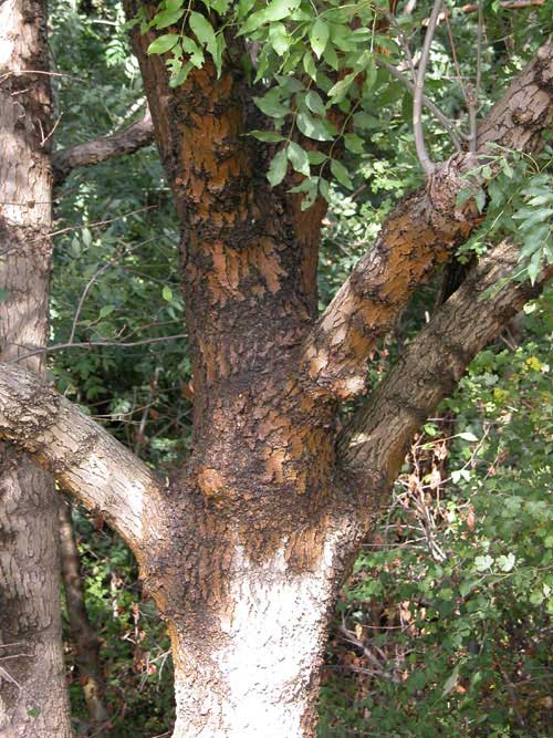 fraxinus angustifolia 01