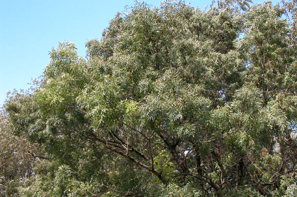 fraxinus angustifolia 02