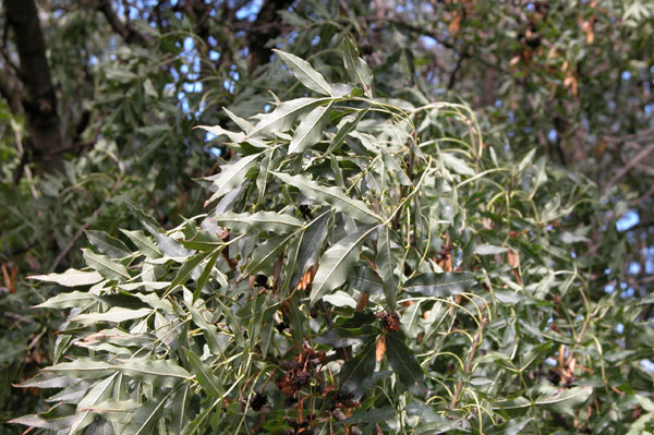 fraxinus angustifolia 03