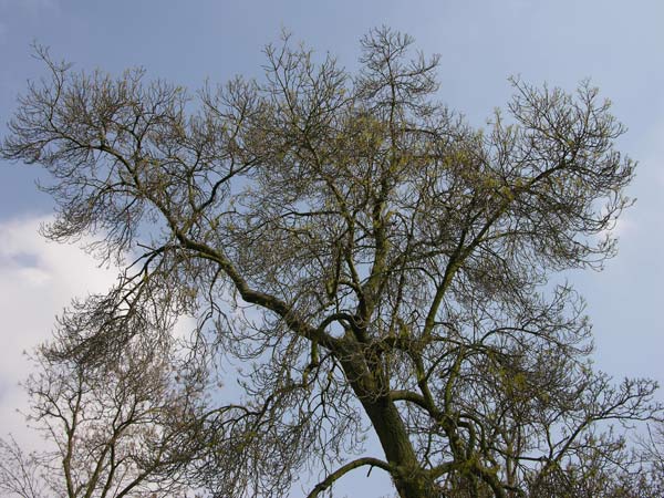 fraxinus angustifolia 04