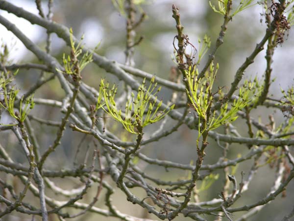 fraxinus angustifolia 06
