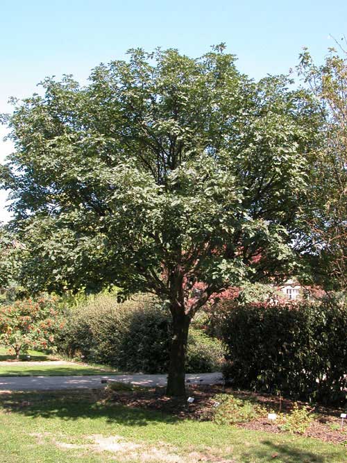 fraxinus chinensis 01