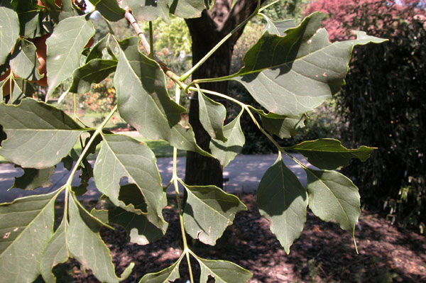 fraxinus chinensis 02