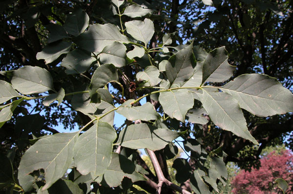 fraxinus chinensis 03