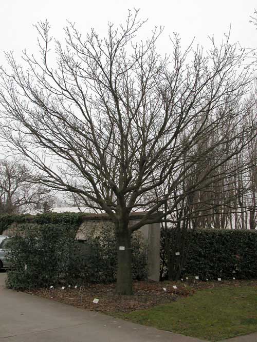 fraxinus chinensis 04