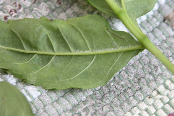 fraxinus excelsior diversifolia 04
