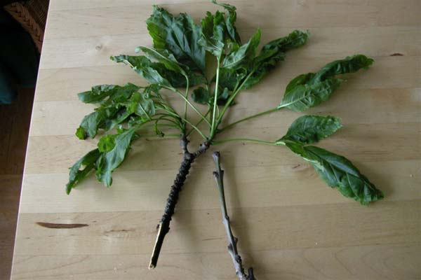 fraxinus excelsior diversifolia 05