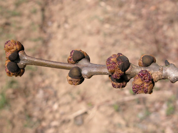 fraxinus excelsior 01