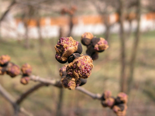 fraxinus excelsior 02