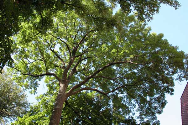 fraxinus excelsior 03
