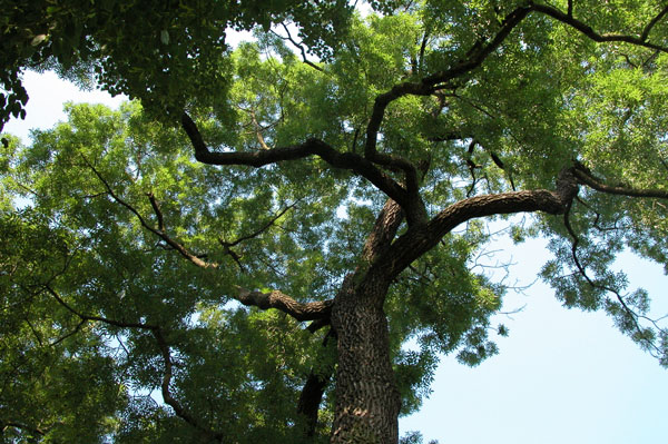 fraxinus excelsior 04