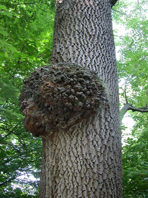 fraxinus excelsior 05