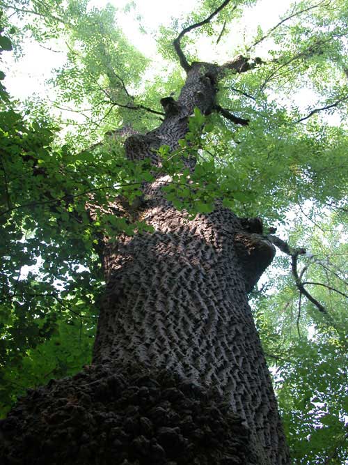 fraxinus excelsior 06