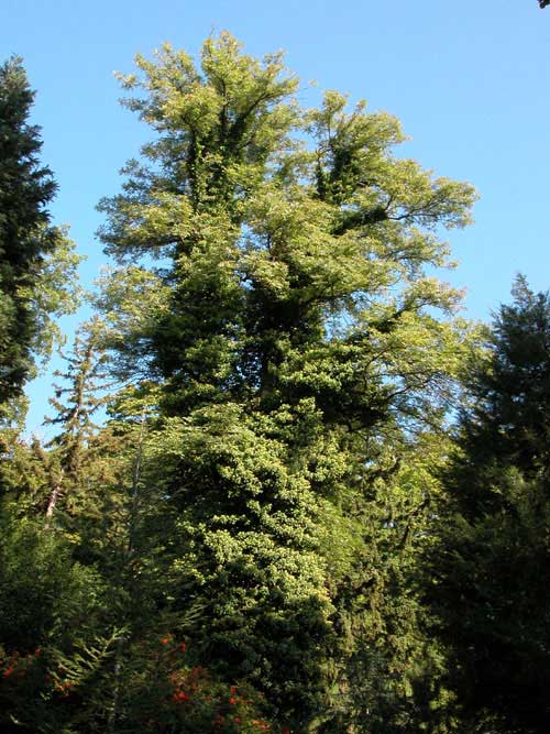 fraxinus excelsior 07
