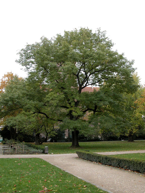 fraxinus excelsior 08