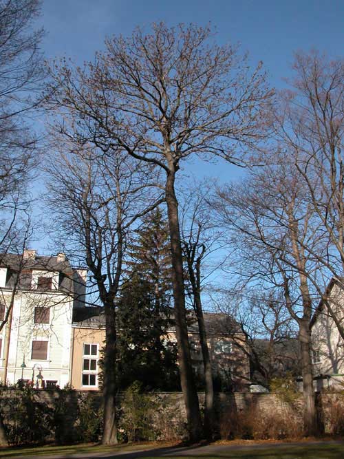 fraxinus excelsior 09