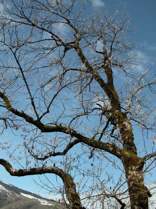 fraxinus excelsior 10
