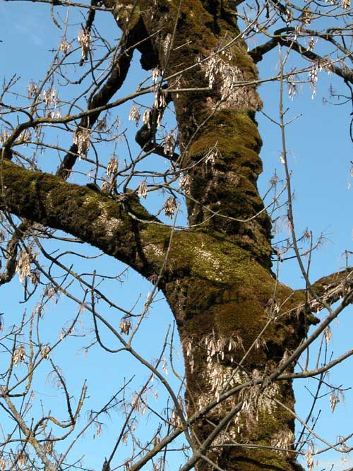 fraxinus excelsior 11