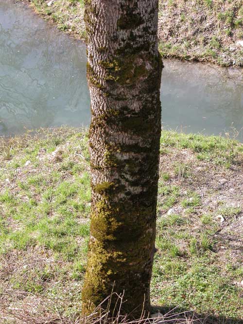 fraxinus excelsior 12