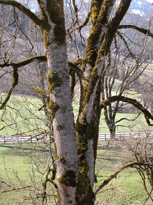 fraxinus excelsior 13