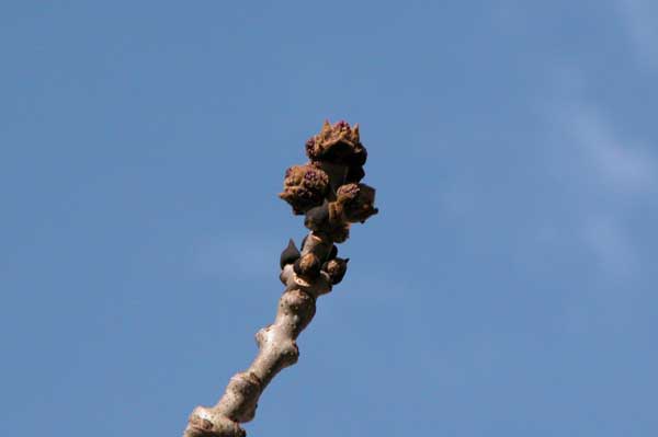 fraxinus excelsior 14