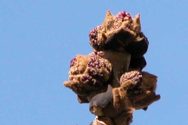 fraxinus excelsior 15