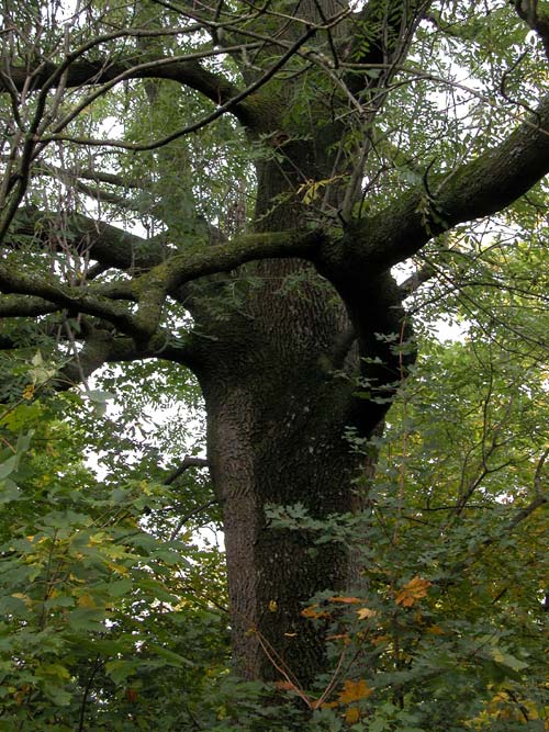 fraxinus excelsior 16