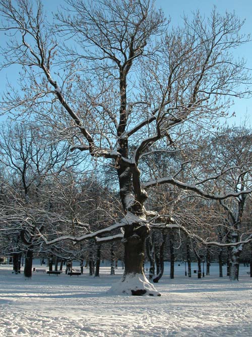 fraxinus excelsior 17