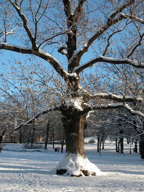 fraxinus excelsior 18