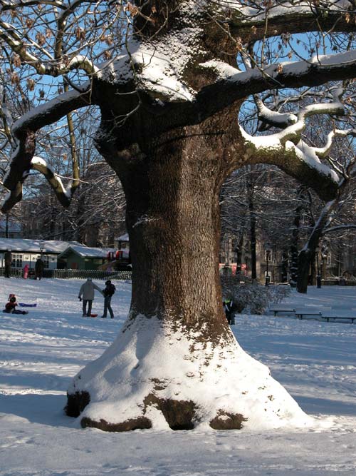 fraxinus excelsior 19