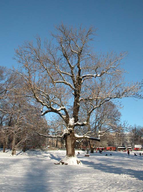 fraxinus excelsior 20