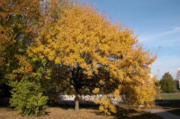 fraxinus excelsior jaspidea 01