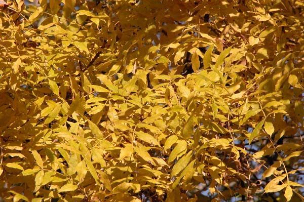 fraxinus excelsior jaspidea 02