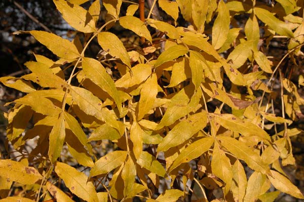 fraxinus excelsior jaspidea 03